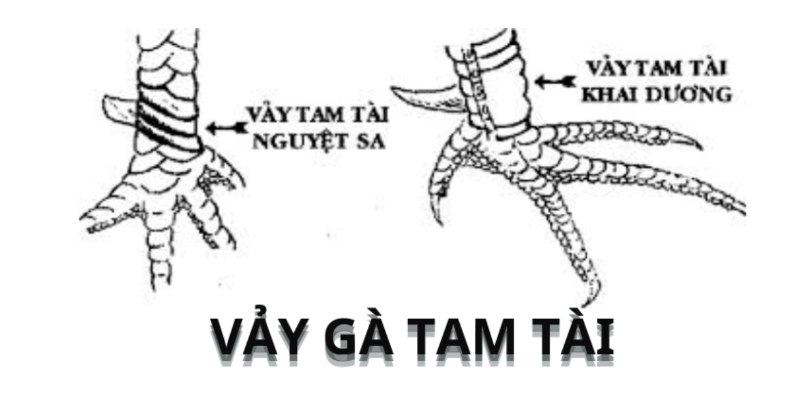 Dạng khai dương có 6 vảy mọc đối xứng 